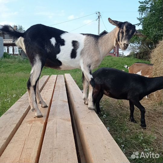 Коза дойная альпийская