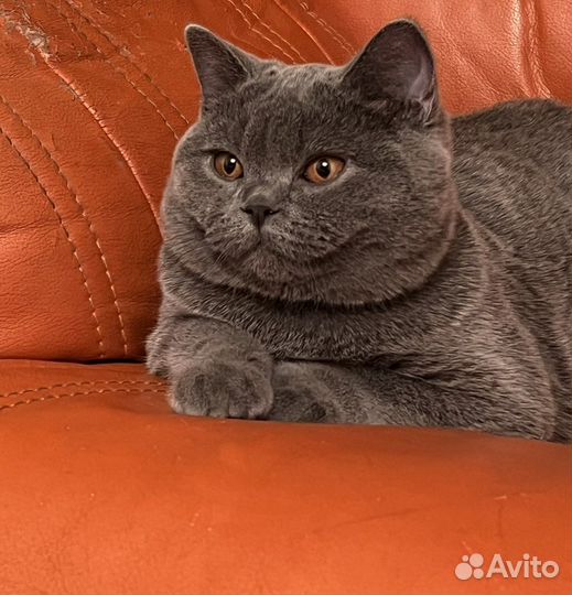 Британский котенок - в супер руки