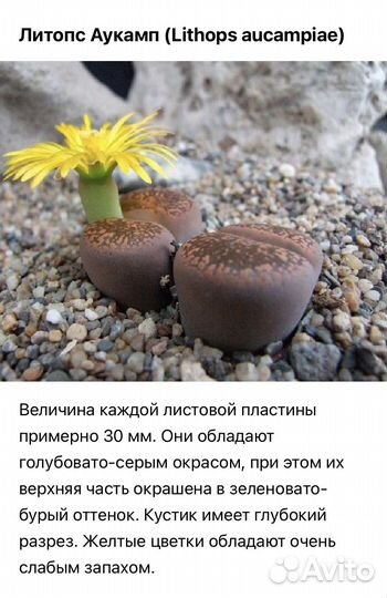 Продам литопсы