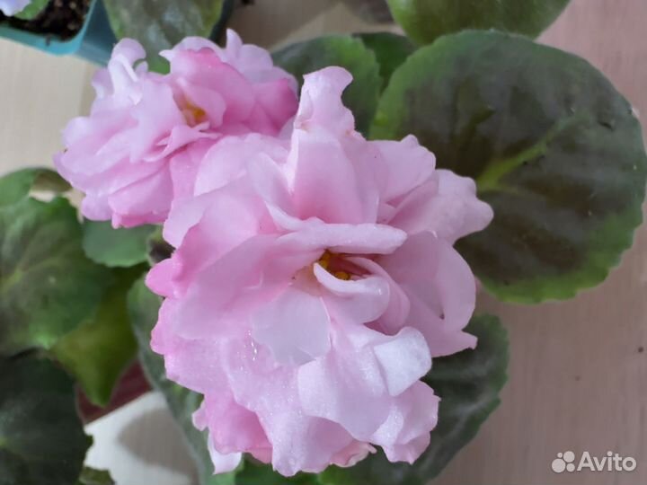 Фиалки детки сортовые