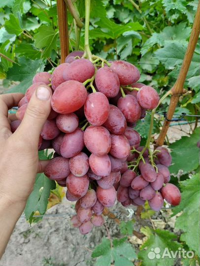 Черенки винограда