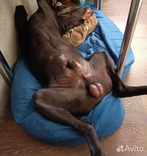 Курцхаар. Вязка