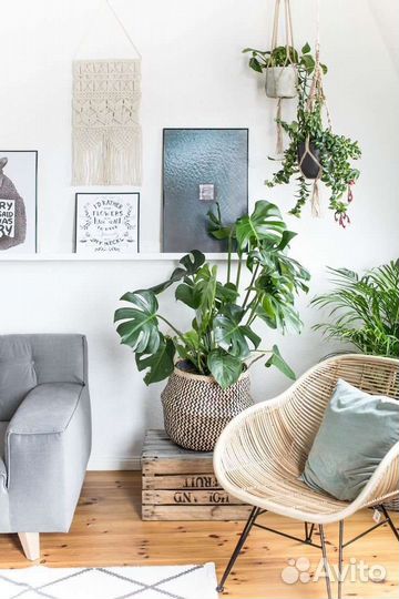 Монстера крупная,косая,сциндапсус золотистый