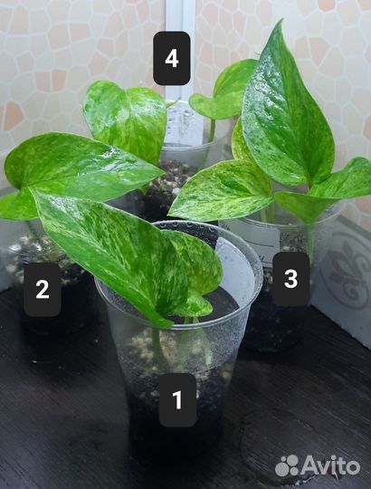 Сциндапсусы и эпипремнумы