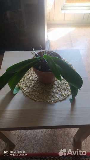 Орхидея фаленопсис белая, вторая цветущая, адениум