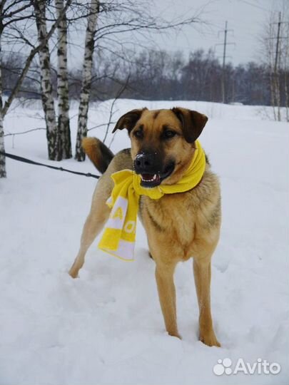 Лео-прекрасный пес ищет семью