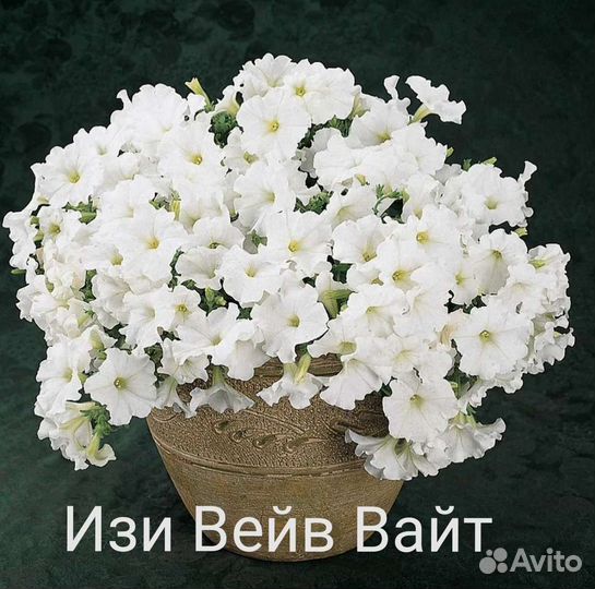 Тайдал Ампельная петуния