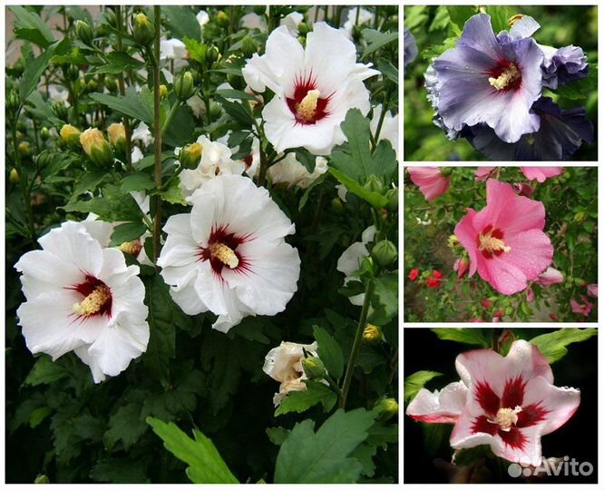 Гибискус разные сорта, семена
