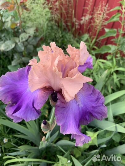 Ирисы бородатые сортовые