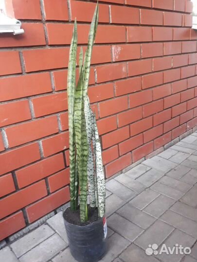 Сансевиерия, тещин язык