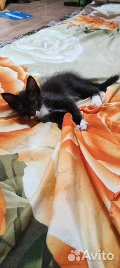 Котенок мальчик в добрые руки