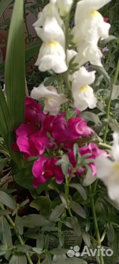 Рассада сладких перцев и цвет - львиный зев