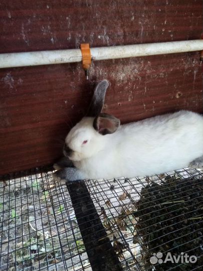 Кролики калифорнийские