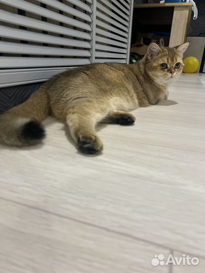 Золотая шиншилла вязка