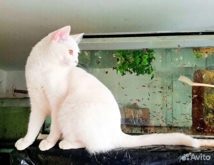 Котёнок подросток