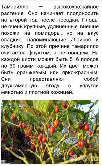 Тамарилло (цифомандра)