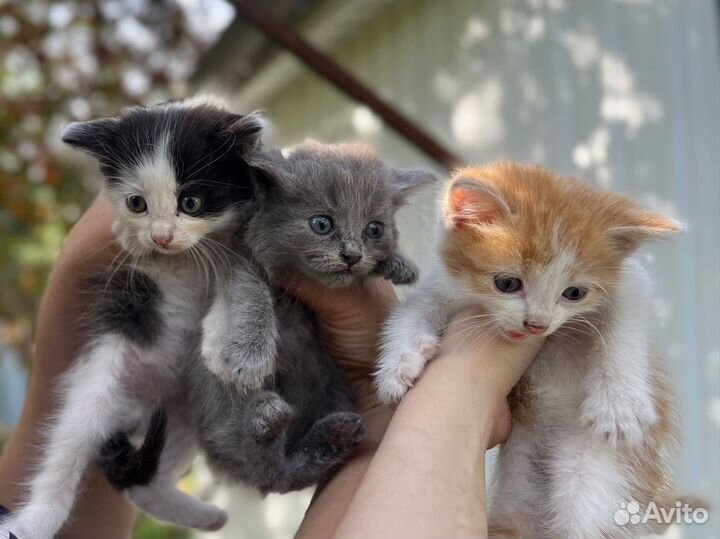 Котята в добрые руки