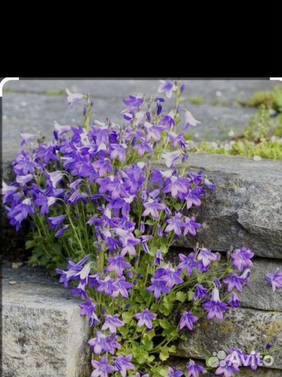 Многолетние цветы,колокольчик низкорослый,доя сада