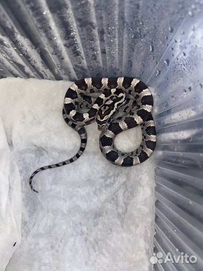 Маисовый полоз