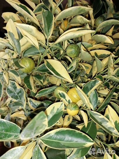 Каламондин, лимон, апельсин, мандарин, кумкват