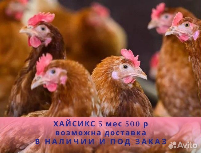 Куры молодки несушки