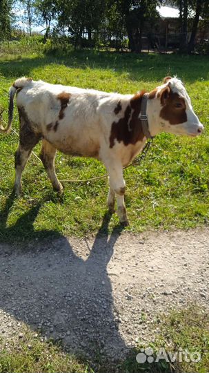 Телята, козы