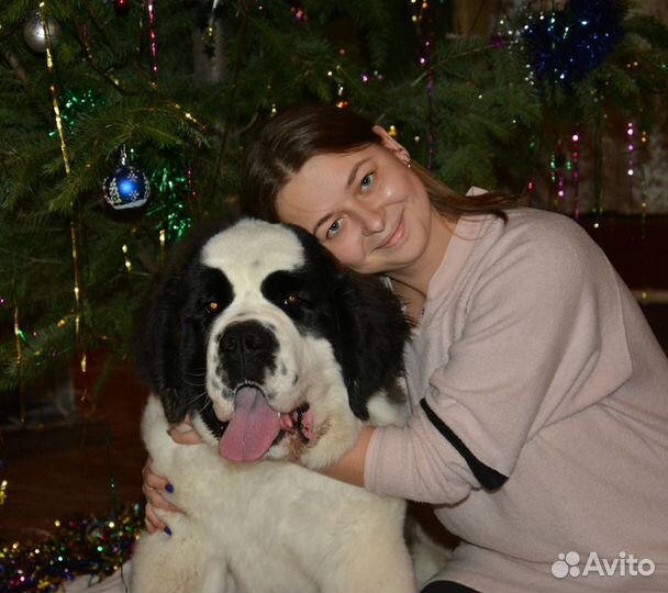 Домашняя передержка собак, зоогостиница (Воронеж)