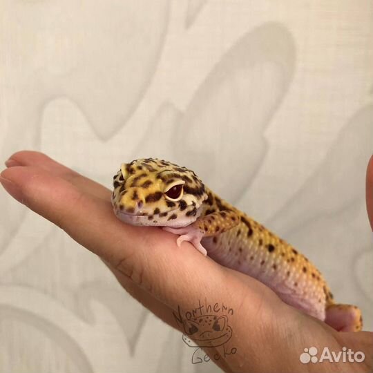 Эублефар самка