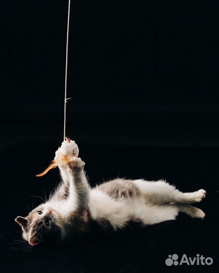 Отдам кошечку