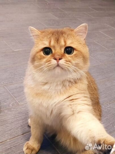 Британский кот вязка