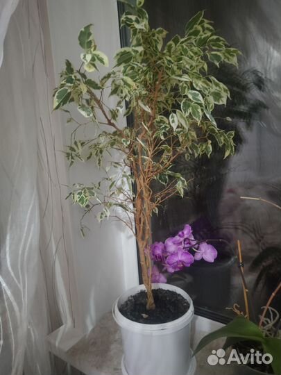 Бенджамина