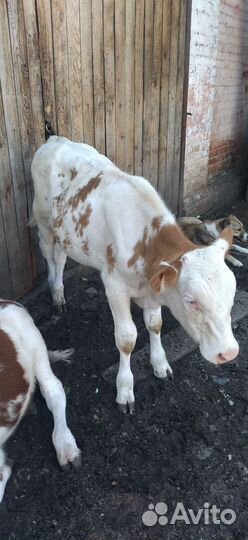 Телята бычки