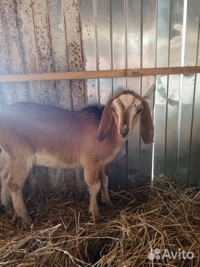 Коза нубийская