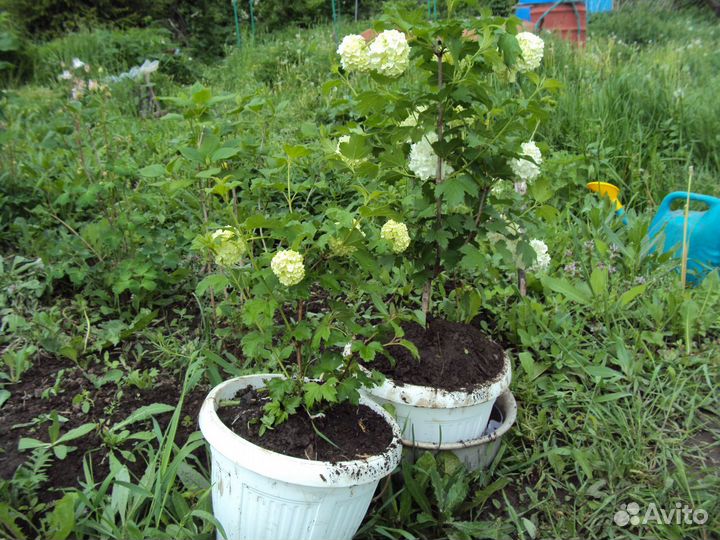 Калина Бульдонеж