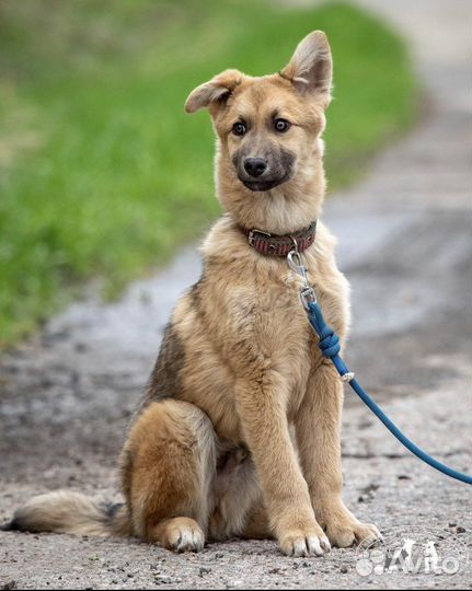 Щенок мальчик 5 месяцев