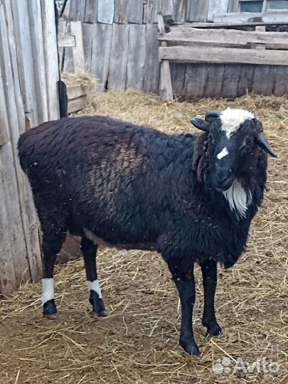 Бараны на мясо живым весом