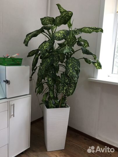 Продам цветок диффенбахия