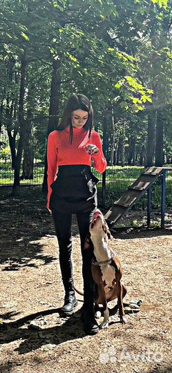 Дрессировка собак, кинолог