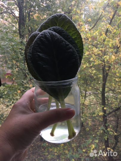 Глоксиния лист