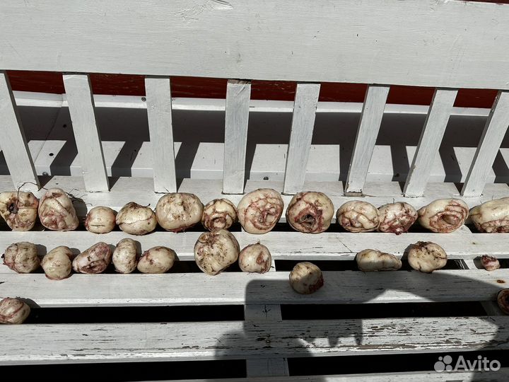 Рябчик желтый 5 шт