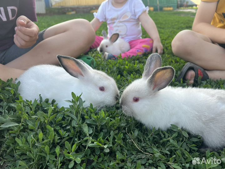 Кролики на племя