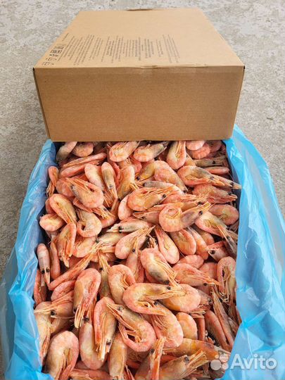 Креветка северная