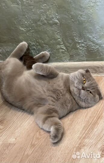 Шотландец для вязки