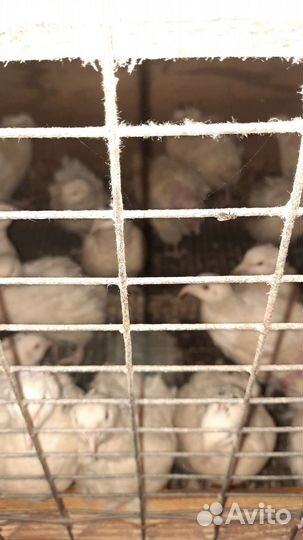 Перепела продажа