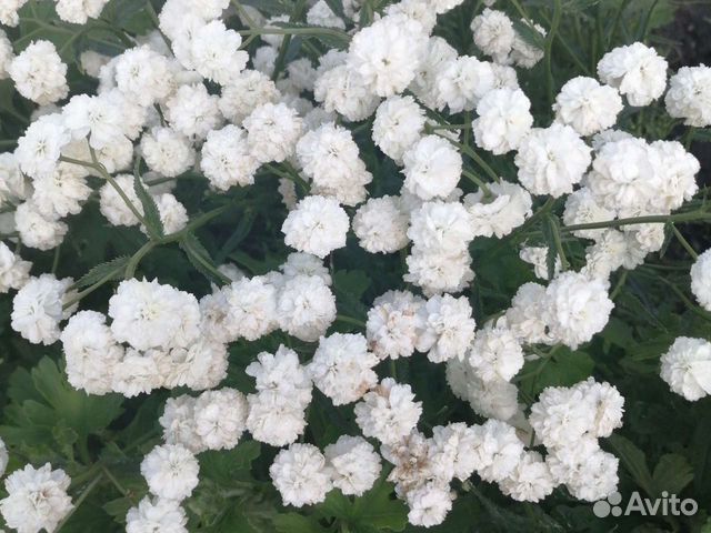 Жемчужница