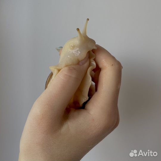 Улитки ахатины