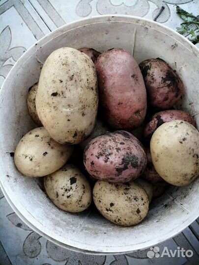 Биогумус (чистейший концентрат)