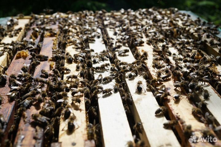 Добрый костромской мёд с личной пасеки