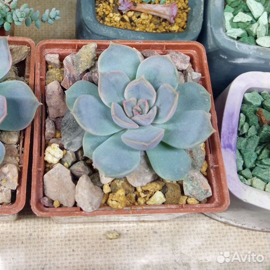 Суккуленты