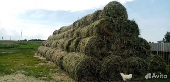 Продам сено в рулонах